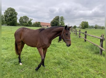 Deutsches Sportpferd, Stute, 2 Jahre, 165 cm, Brauner