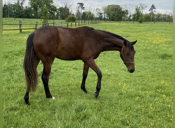 Deutsches Sportpferd, Stute, 2 Jahre, 165 cm, Brauner