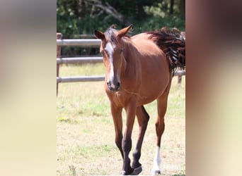 Deutsches Sportpferd, Stute, 2 Jahre, 165 cm, Brauner