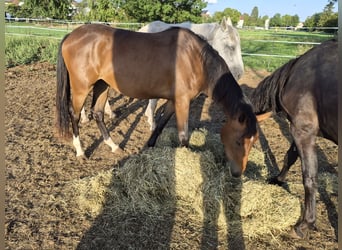 Deutsches Sportpferd, Stute, 2 Jahre, 165 cm, Brauner