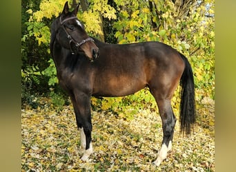 Deutsches Sportpferd, Stute, 2 Jahre, 165 cm, Dunkelbrauner