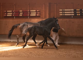 Deutsches Sportpferd, Stute, 2 Jahre, 165 cm, Dunkelbrauner