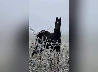 Deutsches Sportpferd, Stute, 2 Jahre, 165 cm, Dunkelbrauner