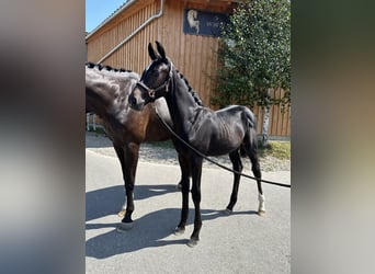 Deutsches Sportpferd, Stute, 2 Jahre, 165 cm, Dunkelbrauner