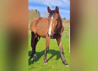 Deutsches Sportpferd, Stute, 2 Jahre, 168 cm, Brauner
