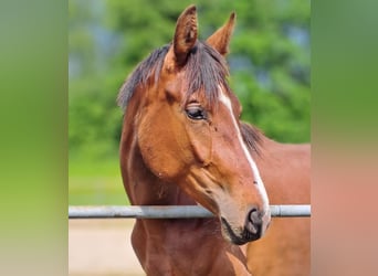 Deutsches Sportpferd, Stute, 2 Jahre, 168 cm, Brauner