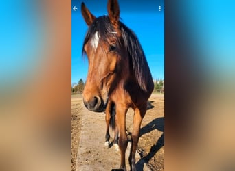 Deutsches Sportpferd, Stute, 2 Jahre, 168 cm, Brauner