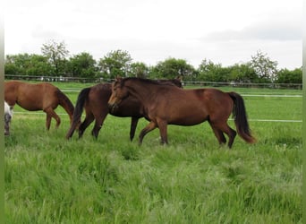 Deutsches Sportpferd, Stute, 2 Jahre, 168 cm, Brauner