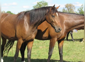 Deutsches Sportpferd, Stute, 2 Jahre, 168 cm, Brauner