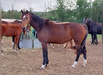 Deutsches Sportpferd, Stute, 2 Jahre, 168 cm, Brauner