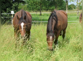 Deutsches Sportpferd, Stute, 2 Jahre, 168 cm, Brauner