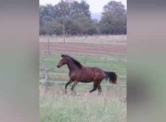 Deutsches Sportpferd, Stute, 2 Jahre, 168 cm, Brauner
