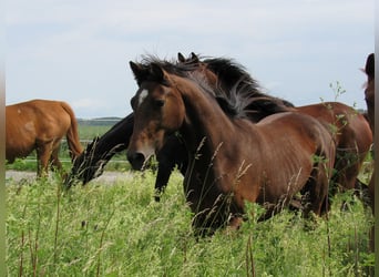 Deutsches Sportpferd, Stute, 2 Jahre, 168 cm, Brauner