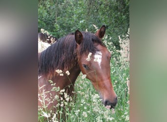 Deutsches Sportpferd, Stute, 2 Jahre, 168 cm, Brauner