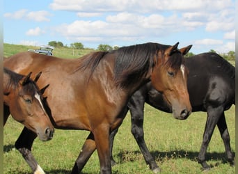 Deutsches Sportpferd, Stute, 2 Jahre, 168 cm, Brauner