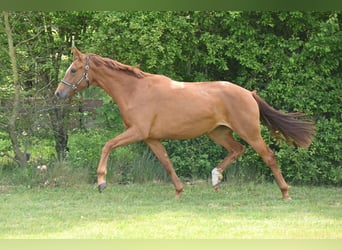 Deutsches Sportpferd, Stute, 2 Jahre, 168 cm, Fuchs