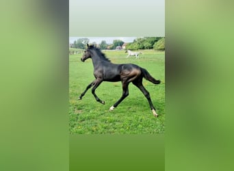 Deutsches Sportpferd, Stute, 2 Jahre, 168 cm, Kann Schimmel werden