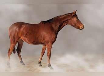 Deutsches Sportpferd, Stute, 2 Jahre, 170 cm, Brauner