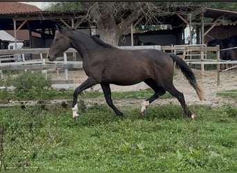Deutsches Sportpferd, Stute, 2 Jahre, 170 cm, Dunkelbrauner