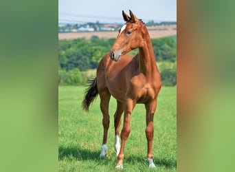 Deutsches Sportpferd, Stute, 2 Jahre, 170 cm, Dunkelfuchs