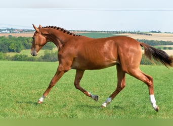 Deutsches Sportpferd, Stute, 2 Jahre, 170 cm, Dunkelfuchs