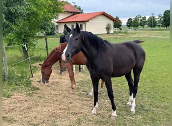 Deutsches Sportpferd, Stute, 2 Jahre, 172 cm, Schwarzbrauner