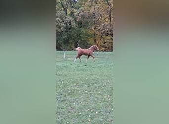 Deutsches Sportpferd, Stute, 2 Jahre, 172 cm