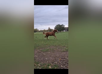 Deutsches Sportpferd, Stute, 2 Jahre, 172 cm