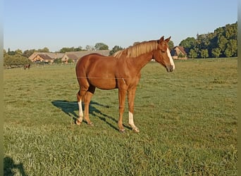 Deutsches Sportpferd, Stute, 2 Jahre, 172 cm