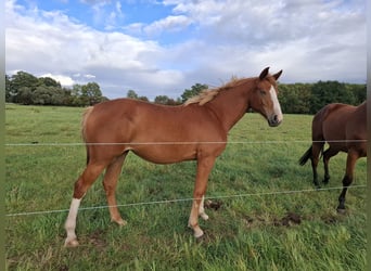 Deutsches Sportpferd, Stute, 2 Jahre, 172 cm