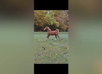 Deutsches Sportpferd, Stute, 2 Jahre, 172 cm