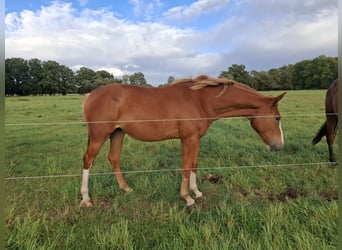 Deutsches Sportpferd, Stute, 2 Jahre, 172 cm