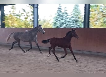 Deutsches Sportpferd, Stute, 2 Jahre, 174 cm, Brauner