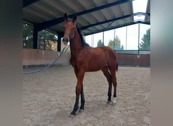 Deutsches Sportpferd, Stute, 2 Jahre, 174 cm, Brauner