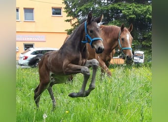 Deutsches Sportpferd, Stute, 2 Jahre, 174 cm, Dunkelbrauner