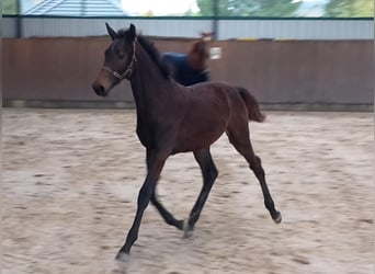 Deutsches Sportpferd, Stute, 2 Jahre, 174 cm, Dunkelbrauner