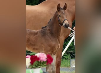 Deutsches Sportpferd, Stute, 2 Jahre, 174 cm, Dunkelbrauner