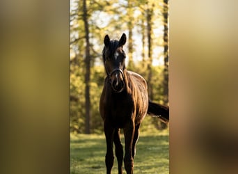Deutsches Sportpferd, Stute, 2 Jahre, 177 cm, Brauner