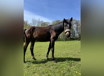 Deutsches Sportpferd, Stute, 2 Jahre, 177 cm, Brauner