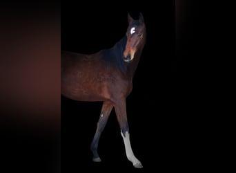 Deutsches Sportpferd, Stute, 2 Jahre, 180 cm, Brauner