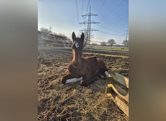 Deutsches Sportpferd, Stute, 2 Jahre, 180 cm, Brauner