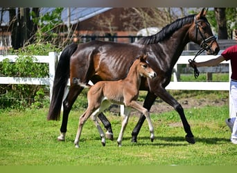 Deutsches Sportpferd, Stute, 2 Jahre, Brauner