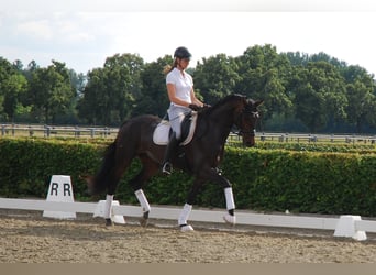 Deutsches Sportpferd, Stute, 2 Jahre, Brauner