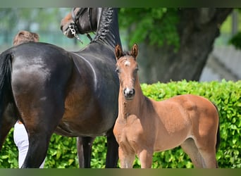 Deutsches Sportpferd, Stute, 2 Jahre, Brauner