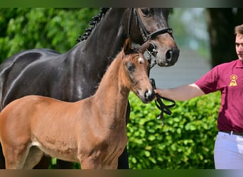 Deutsches Sportpferd, Stute, 2 Jahre, Brauner