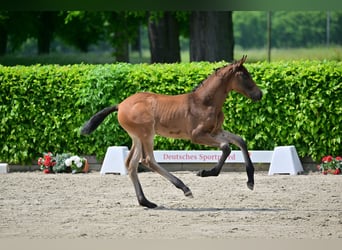 Deutsches Sportpferd, Stute, 2 Jahre, Brauner