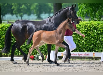 Deutsches Sportpferd, Stute, 2 Jahre, Brauner