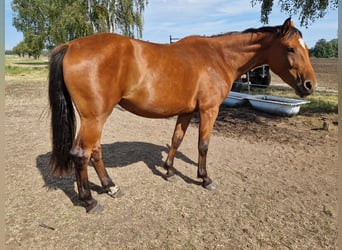 Deutsches Sportpferd, Stute, 2 Jahre, Brauner