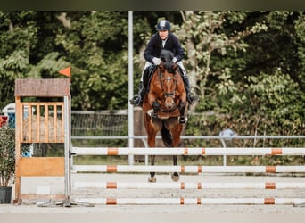 Deutsches Sportpferd, Stute, 2 Jahre, Brauner