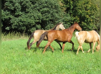 Deutsches Sportpferd, Stute, 2 Jahre